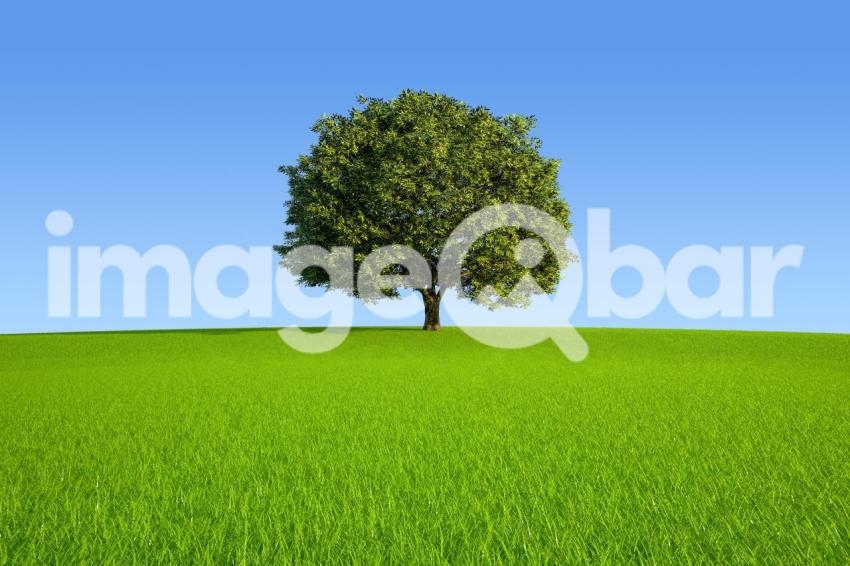 Single Tree