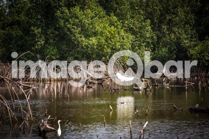 birds in mangrove