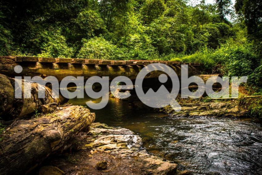 Cabinda Maiombe forest bridge
