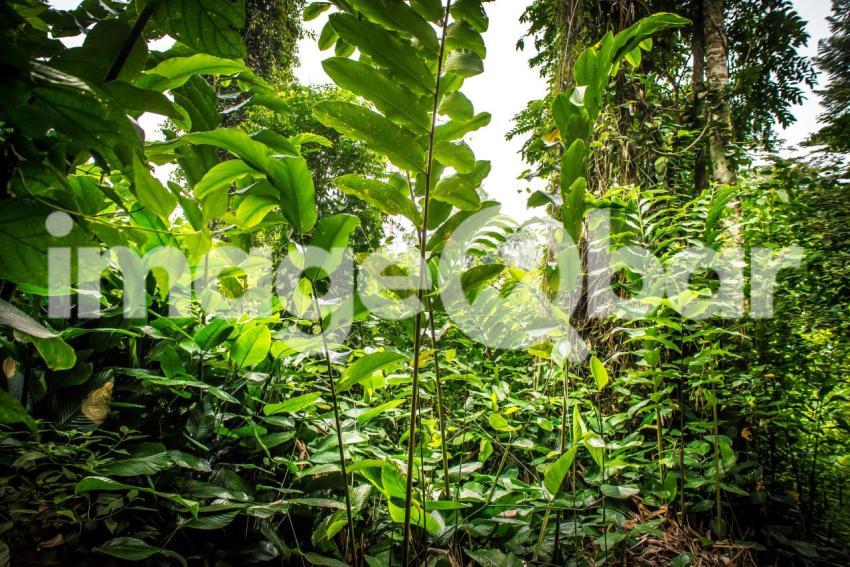 Maiombe Rainforest Cabinda