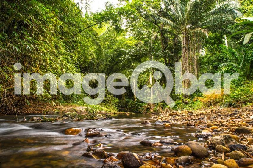 Cabinda Maiombe rainforest