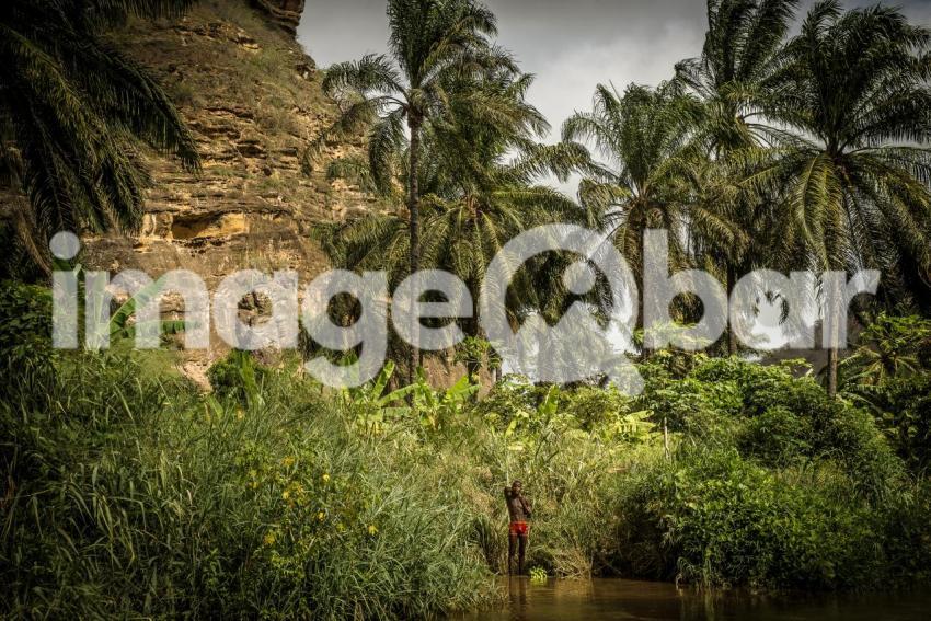 Palm trees by the river