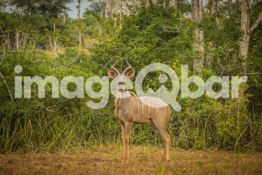 Kudu Quicama Park