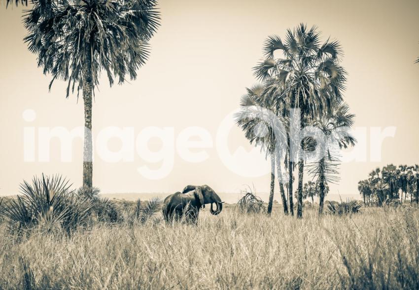 Elephant Angola